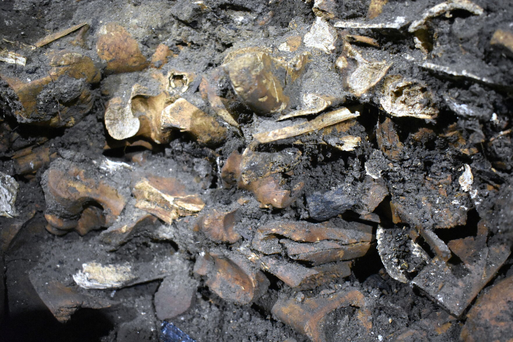 Cow bones at Nathaniel Russell House